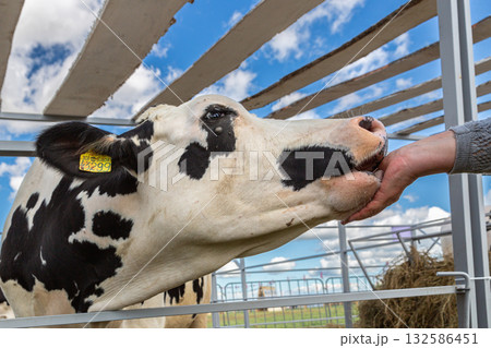 Close up of a young holstein cow licking a hand 132586451