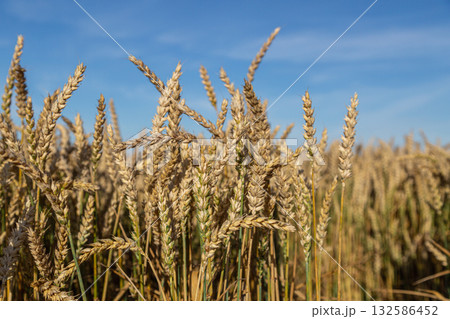 Gold wheat field and blue sky Gold wheat field and blue sky 132586452