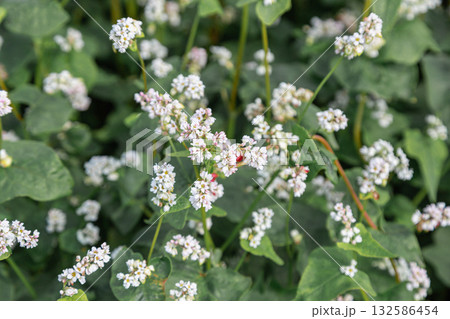 Close up of flowers of buckwheat. Blooming buckwheat field 132586454