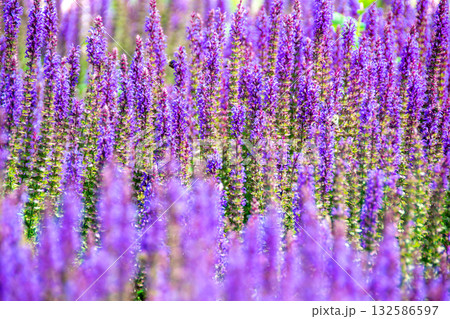 purple lavender flower field under the sun inside garden. High quality photoBlooming macro lavender flower. Violet spring and summer flower. High quality photo 132586597