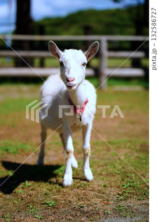 ヤギ ヤギ 132586727