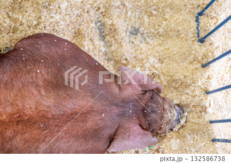 View from above of a swine pig in a pen at a fair with sawdust bedding View from above of a swine pig in a pen at a fair with sawdust bedding 132586738