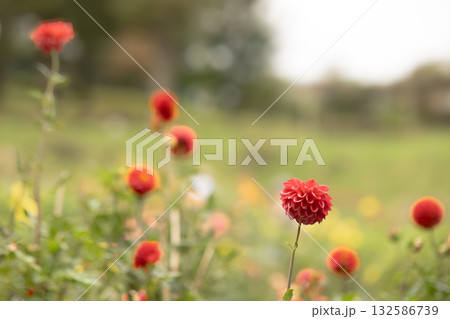 秋の穏やかな日に色彩豊かに咲く満開のダリア 132586739