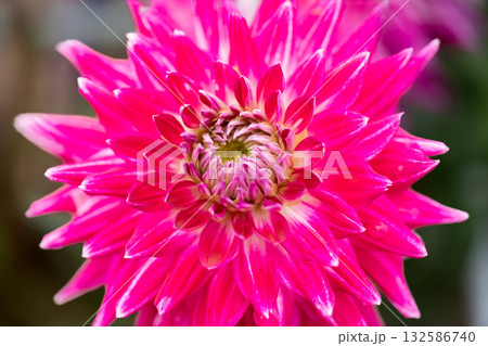 秋の穏やかな日に色彩豊かに咲く満開のダリア 132586740