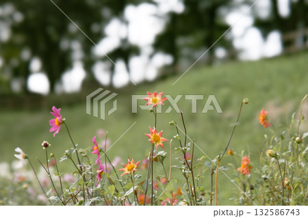 秋の穏やかな日に色彩豊かに咲く満開のダリア 132586743
