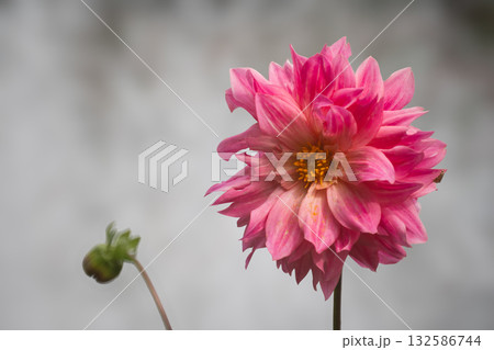 秋の穏やかな日に色彩豊かに咲く満開のダリア 132586744