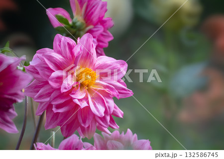 秋の穏やかな日に色彩豊かに咲く満開のダリア 132586745
