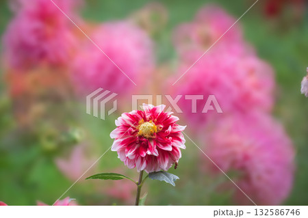 秋の穏やかな日に色彩豊かに咲く満開のダリア 秋の穏やかな日に色彩豊かに咲く満開のダリア 132586746