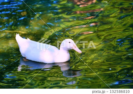 アヒル アヒル 132586810