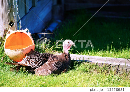 七面鳥 七面鳥 132586814