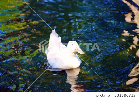 アヒル アヒル 132586815