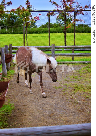 稚内市動物ふれあいランドの風景 稚内市動物ふれあいランドの風景 132586896