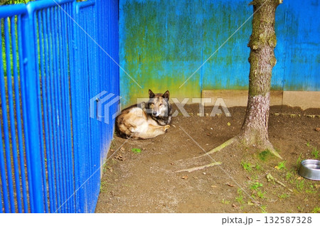 稚内市動物ふれあいランドの風景 132587328