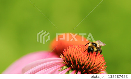 Bee sit on the echinacea flower. Pollination of a flower close-up. 132587428