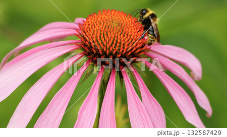 Bee sit on the echinacea flower. Pollination of a flower close-up. 132587429