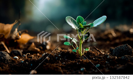 A small plant that is growing out of the ground A small plant that is growing out of the ground 132587842