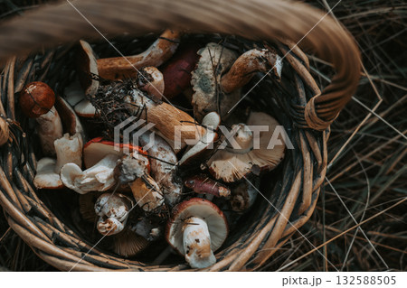 Freshly picked raw mushrooms in a rustic woven basket, ready for cooking. A variety of wild mushrooms are displayed in a basket, showcasing the bounty of the forest. Harvested fungi in fall season. Freshly picked raw mushrooms in a rustic woven basket, ready for cooking. A variety of wild mushrooms are displayed in a basket, showcasing the bounty of the forest. Harvested fungi in fall season. 132588505