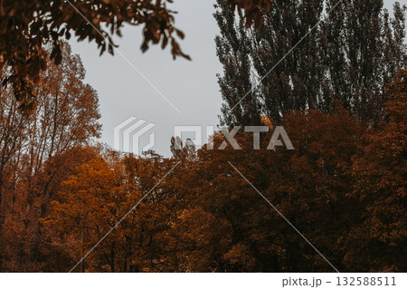 Autumn trees against a cloudy gloomy sky. A view of various trees with colorful autumnal leaves, under the overcast sky. Fall colors. Moody nature. 132588511