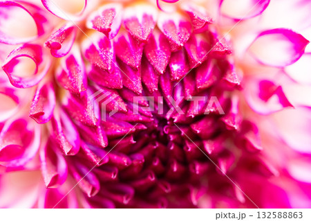 秋の穏やかな日に色彩豊かに咲く満開のダリア 132588863