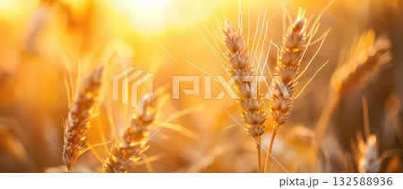 Golden wheat field glowing in sunset light Golden wheat field glowing in sunset light 132588936