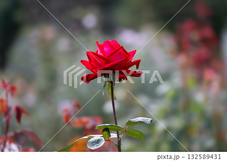 爽やかな秋の日に満開の真紅のバラ 爽やかな秋の日に満開の真紅のバラ 132589431