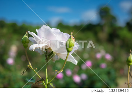 爽やかな秋の日に満開の薄紫の白いバラ 132589436