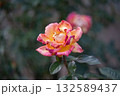 爽やかな秋の日に満開の大輪のバラ 132589437