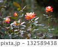 爽やかな秋の日に満開のバラの花 132589438