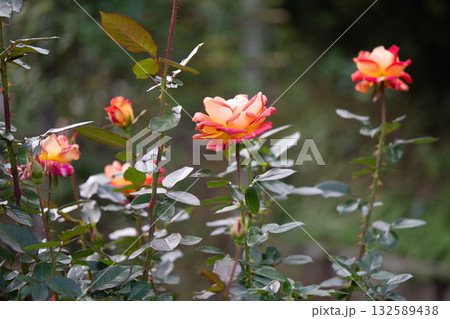 爽やかな秋の日に満開のバラの花 爽やかな秋の日に満開のバラの花 132589438