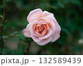 爽やかな秋の日に満開の薄いピンクのバラ 132589439