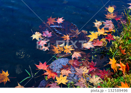 水に落ちた紅葉  132589496