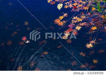 水に落ちた紅葉  132589500
