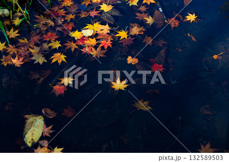 水に落ちた紅葉  132589503