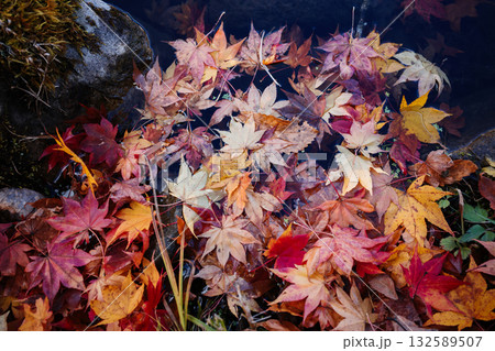水に落ちた紅葉  132589507