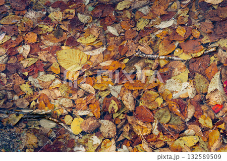 水に落ちた紅葉 水に落ちた紅葉 132589509