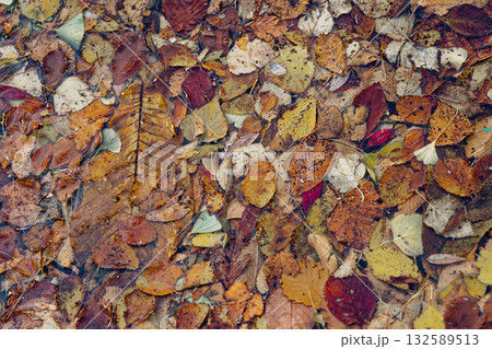 水に落ちた紅葉  132589513