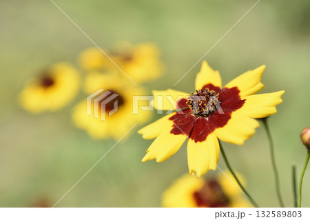 ハルシャギク ハルシャギク 132589803