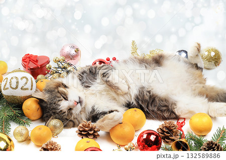 Funny fluffy cat sleeps on a christmas table among tangerines, toys, fir branches and decorations, the concept of a cozy home and new year, holiday card, background, selective focus Funny fluffy cat sleeps on a christmas table among tangerines, toys, fir branches and decorations, the concept of a cozy home and new year, holiday card, background, selective focus 132589886