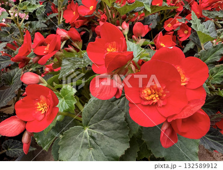 Beautiful red flowers Begonia (Latin - Begonia) 132589912