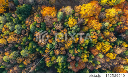 A top-down aerial photograph of a dense forest during autumn, showcasing a mix of green, yellow, orange, and brown trees. The image captures the rich texture and natural color palette of the season  132589940
