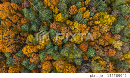 A top-down aerial photograph of a dense forest during autumn, showcasing a mix of green, yellow, orange, and brown trees. The image captures the rich texture and natural color palette of the season  132589941
