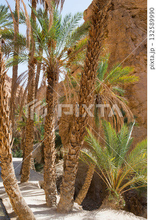 Walking path at Chebika oasis. Tunisia 132589990