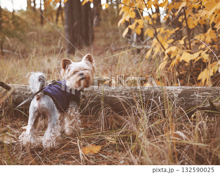 Cute Yorkshire Terrier in a warm jacket walking in an autumn forest with golden leaves. Cozy fall atmosphere, pet lifestyle and outdoor 132590025