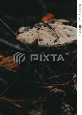 Close-up of a white wild mushroom contrasting sharply against the dark forest background. The mushroom in its natural habitat. Autumn season nature. Close-up of a white wild mushroom contrasting sharply against the dark forest background. The mushroom in its natural habitat. Autumn season nature. 132590028