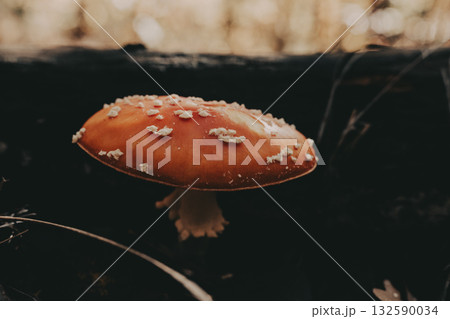 Vibrant red and white mushroom growing in a dark forest setting. This striking mushroom the dark background. Poisonous mushroom fly agaric. 132590034