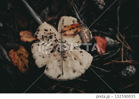 Close-up of a white wild mushroom contrasting sharply against the dark forest background. The mushroom in its natural habitat. Autumn season nature. Close-up of a white wild mushroom contrasting sharply against the dark forest background. The mushroom in its natural habitat. Autumn season nature. 132590035