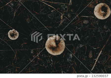 Three mushrooms in the forest floor with pine needles and pine cones viewed directly from above. White mushrooms nestled among forest debris. Three mushrooms in the forest floor with pine needles and pine cones viewed directly from above. White mushrooms nestled among forest debris. 132590037