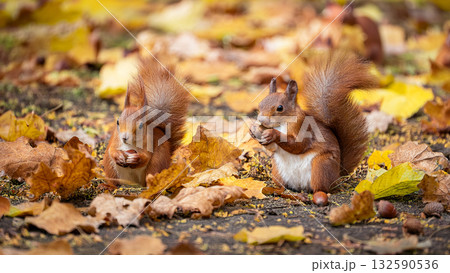 リスが落葉に覆われた地面でドングリを食べているイラスト 132590536