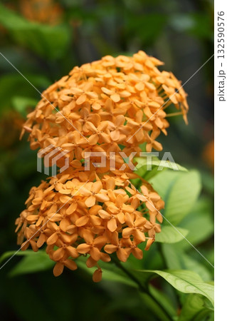 サンタンカの花 サンタンカの花 132590576