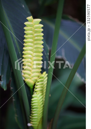 カラテアの花穂 132590577